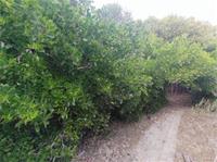 相關圖片：(圖4)紅樹林欖李在援中港濕地復育成林，提供濕地生物棲息與覓食的空間。_0