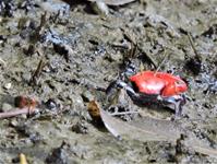 1110111養工新聞照片-援中港濕地(西區)之粗腿綠眼招潮蟹，又名紅豆蟹，有趣又可愛