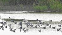1110512養工新聞照片-上千隻鷗科家族群聚於茄萣濕地(高雄市茄萣區觀光發展協會、葉長靂先生、郭鳥友 提供)