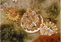 1120124養工新聞照片-林園海洋濕地風情萬總的水母令人驚艷(陳俊強 提供)