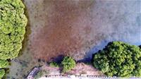 1120124養工新聞照片-林園海洋濕地倒立水母突破8萬隻(陳俊強 提供)