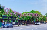 1120519養工新聞照片-大花紫薇盛放4 衛武營公園旁輜汽路