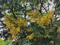 相關圖片：1120817-六龜新開公園開花-2_0_0