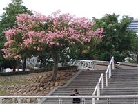 相關圖片：花姿艷麗像是秋季櫻花一般的美人樹！_2