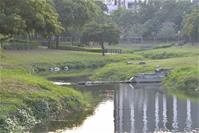 水與綠生物多樣化的檨仔林埤公園3