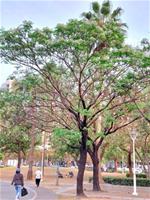 相關圖片：113年3月9日勞工公園楝樹樹型優美 是型塑良好景觀常用的行道樹_0