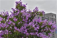 相關圖片：[圖八] 夏木成蔭，恣意盛放的大花紫薇佔據了高雄的街頭巷尾。_0