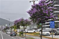[圖六] 三民區九如三路上每年5~7月能看到浪漫紫花。_0