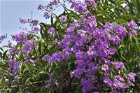 相關圖片：[圖二] 大花紫薇朝氣蓬勃地朝向天際生長，在晴空之下迎風搖曳。_0