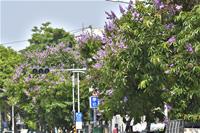 相關圖片：[圖一] 鳳山區輜汽路鳳甲國中校門前，開滿枝頭的大花紫薇。_0