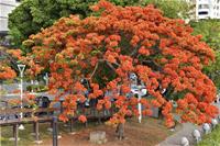 相關圖片：[圖五] 鳳凰木橘紅色的花朵配合鮮綠色的羽狀複葉。_0