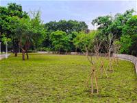 相關圖片：[圖九] 五常公園內沿著河道矮牆新植多株適應性良好的花旗木。_0