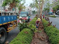 相關圖片：[圖四] 南京路樹枝修剪以因應康芮颱風。