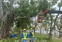 [圖五] 大東公園防災預防性修剪以因應康芮颱風。