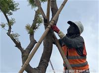 相關圖片：[圖六] 時代公園防颱整備以因應天兔颱風。