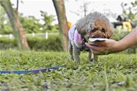 相關圖片：[圖九] 高雄各處寵物公園開放以來，吸引許多市民朋友造訪，佳評如潮。