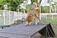 [圖十] 鳳山區中山公園設置各式寵物專用遊樂設施，讓寵物們更健康快樂。