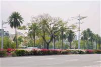 相關圖片：[圖五] 中山四路分隔島上，披上燦爛春裝的九重葛。