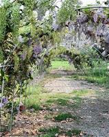 相關圖片：[圖2] 甲仙區親水公園：錫葉藤隧道。