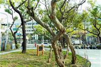 相關圖片：[圖7] 改造工程順利完工後，四維香花公園以全新面貌迎接市民。