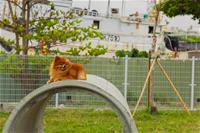 相關圖片：[圖7] 寵物活動區配備涵洞、獨木橋、休憩座椅等設施。