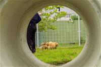 相關圖片：[圖5] 寵物活動區配備涵洞、獨木橋、休憩座椅等設施。