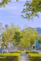 相關圖片：[圖2] 九如四路上的阿勃勒花海。