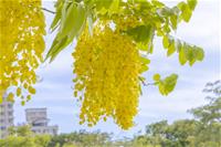 相關圖片：[圖4] 鮮黃花序成串下垂，有「黃金雨」的美稱。