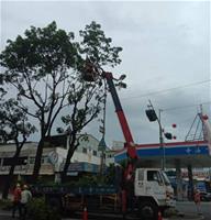 相關圖片：楠梓區鳳楠路樹路修剪_0