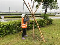 相關圖片：中安路樹木綁紮固定_0