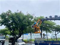 茄萣區莒光路路樹修剪