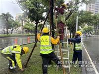 相關圖片：民權路樹木綁紮固定1_0