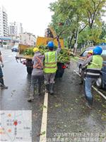 相關圖片：博學路路面樹木斷枝清除