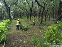 相關圖片：鼓山公園樹木斷枝清除2