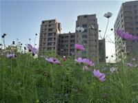 相關圖片：大樓低碳景觀花海2 在大樓既有綠屋頂中種植波斯菊，待其綻放可吸引住戶上樓觀賞、拍照，凋謝後就地利用作綠肥使用
