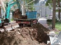 相關圖片：[圖7] 傾倒樹木樹頭挖除及步道整平照片。