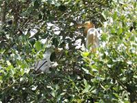 相關圖片：[圖3] 鷺鳥用枝條在樹上搭建的巢雖然略顯雜亂，但卻是鳥寶寶們的避風港。