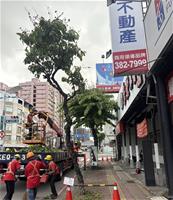 相關圖片：[圖7]九如一路道路路樹修剪