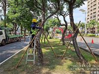 相關圖片：[圖10]前鎮區路樹加固作業