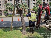 相關圖片：[圖9]前鎮區路樹加固作業