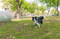 相關圖片：[圖4] 岡山公園寵物活動區提供寬闊奔跑空間與狗狗專屬遊具。
