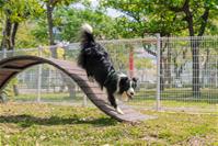 相關圖片：[圖2] 岡山公園寵物活動區提供寬闊奔跑空間與狗狗專屬遊具。