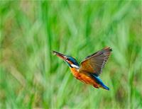 相關圖片：[圖4]  翠鳥嬉戲綠枝頭，生態和諧在此流淌。