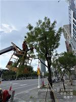 相關圖片：圖5 中央公園周遭路樹修剪