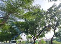 相關圖片：圖10 岡山區阿公店路二段路樹修剪。