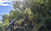 相關圖片：圖2 六龜區龍六龜里寶來公路路樹修剪