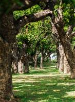 相關圖片：圖4、陽光灑落綠蔭樹廊，營造出果嶺自然公園的悠閒氛圍。