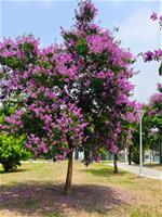 相關圖片：[圖四] 綠葉遮陽成蔭，大花紫薇盛開時香氣淡雅芬芳。_0