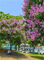 相關圖片：[圖三] 紫紅色花序為高雄街道公園帶來一抹紫色浪潮。_0