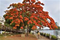 相關圖片：[圖六] 奼紫嫣紅行道樹花毫不吝惜地裝飾街頭巷尾。_0